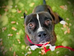 Shelter Stray Female Dog last seen , Orlando, FL 32839