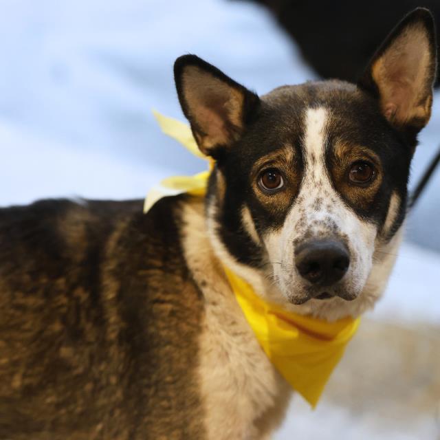 Shelter Stray Female Dog last seen LAREDO STREET, San Antonio, TX 78227