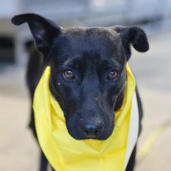 Shelter Stray Female Dog last seen LAREDO STREET, San Antonio, TX 78227