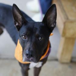 Shelter Stray Male Dog last seen Near BLOCK W MILITARY, San Antonio, TX 78227