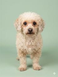 Shelter Stray Male Dog last seen 103RD ST AND CAPRI RD, Jacksonville, FL 32204