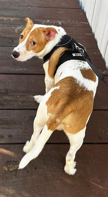 Shelter Stray Male Dog last seen , San Antonio, TX 78227