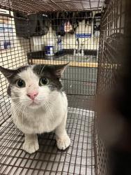 Shelter Stray Male Cat last seen Near BLOCK SAN FRANSICO, Long Beach, CA 90815