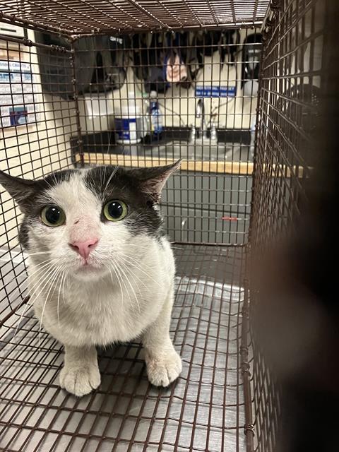 Shelter Stray Male Cat last seen Near BLOCK SAN FRANSICO, Long Beach, CA 90815