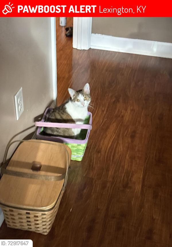 Lost Female Cat last seen Polo Club, Lexington, KY 40509