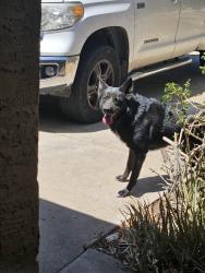 Reunited Male Dog last seen 35th ave and Campo Bello, Glendale, AZ 85308