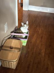 Lost Female Cat last seen Polo Club, Lexington, KY 40509