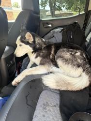 Found/Stray Female Dog last seen 34th and mayfield, San Bernardino, CA 92405