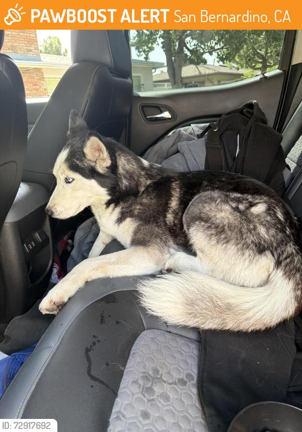 Found/Stray Female Dog last seen 34th and mayfield, San Bernardino, CA 92405