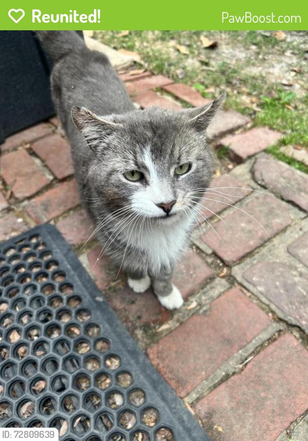 Reunited Male Cat last seen Old Fort Rd, Fort Washington, MD 20744