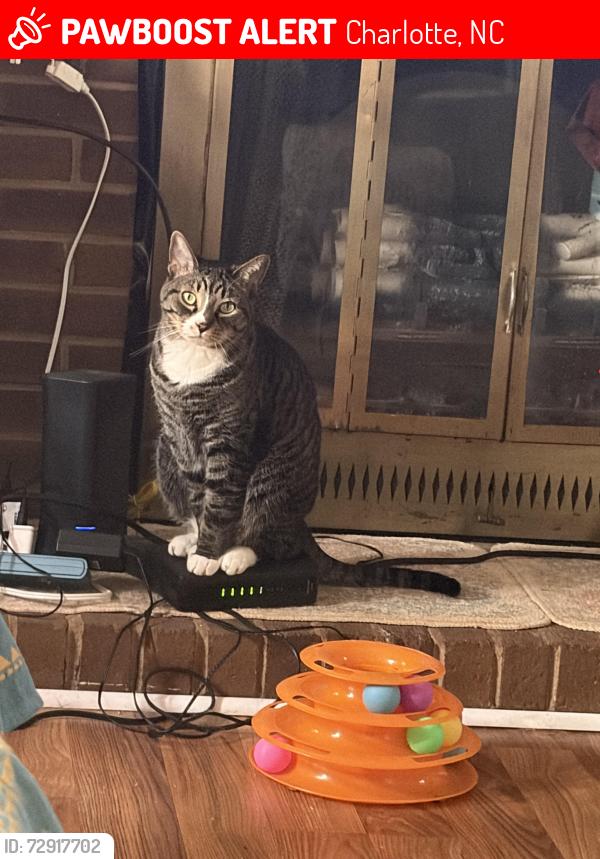 Lost Female Cat last seen Harrisburg rd church nc, Charlotte, NC 28227