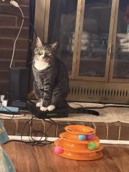 Lost Female Cat last seen Harrisburg rd church nc, Charlotte, NC 28227