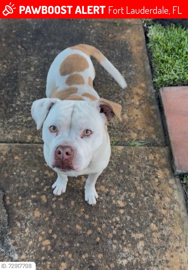 Lost Male Dog last seen 15th Ave Sunrise, Fort Lauderdale, FL 33311
