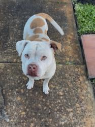 Lost Male Dog last seen 15th Ave Sunrise, Fort Lauderdale, FL 33311