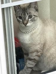 Lost Female Cat last seen Near dollar tree, Los Angeles, CA 90032