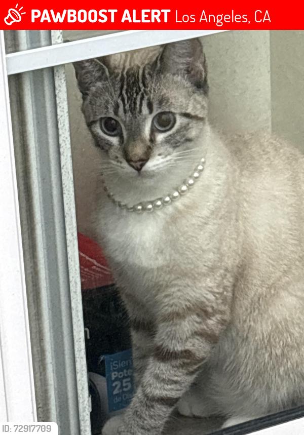 Lost Female Cat last seen Near dollar tree, Los Angeles, CA 90032