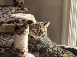 Reunited Female Cat last seen By Lake Chafee Ashford ct, Ashford, CT 06278