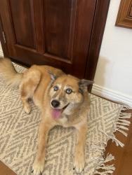 Reunited Female Dog last seen Explorer Park, Chula Vista, CA 91910