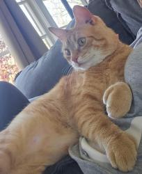Lost Male Cat last seen Sherwood Forrest, Rome, GA 30161