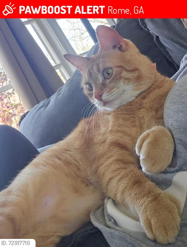Lost Male Cat last seen Sherwood Forrest, Rome, GA 30161