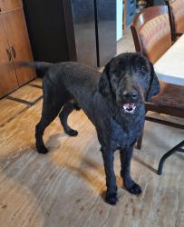 Reunited Male Dog last seen Blue Sky area, Springtown, TX 76082