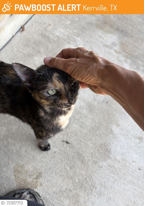 Found/Stray Female Cat last seen Cypress Creek, Kerrville, TX 78028