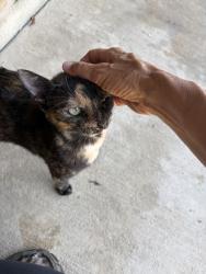 Found/Stray Female Cat last seen Cypress Creek, Kerrville, TX 78028