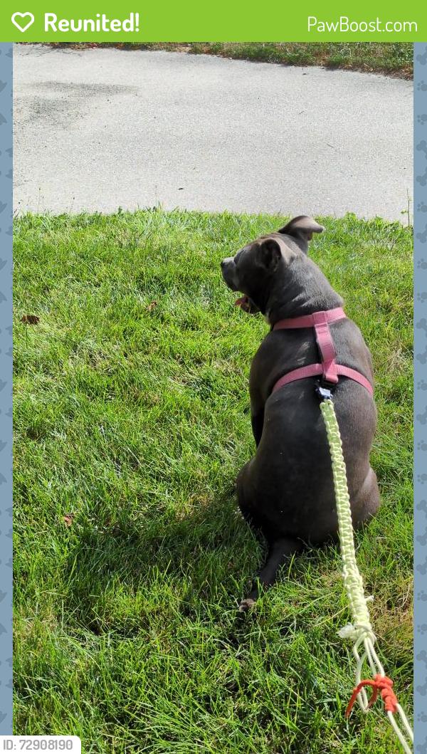 Reunited Female Dog last seen Brookville road between Davis and post road 46239, Indianapolis, IN 46239