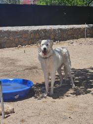 Reunited Male Dog last seen Crystal Ct and Las Colinas Dr, Las Cruces, NM 88012
