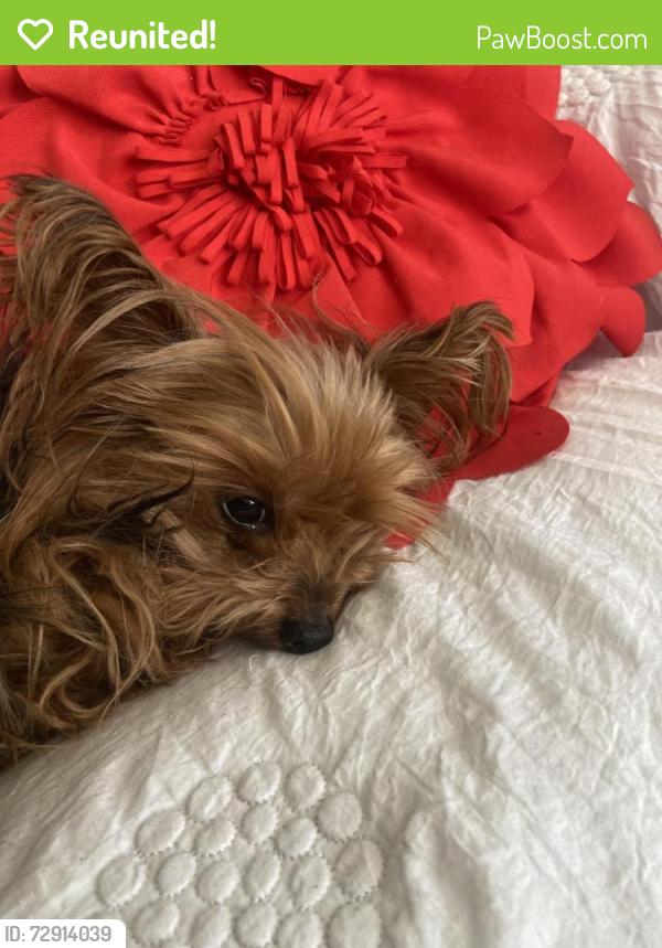 Reunited Unknown Dog last seen Firestone and Mary ave., Los Angeles, CA 90001