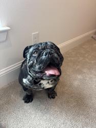 Reunited Male Dog last seen Fiest Elementary, Houston, TX 77095