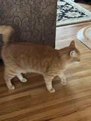 Lost Female Cat last seen Haven St. , Huntsville, AL 35802