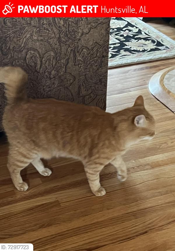 Lost Female Cat last seen Haven St. , Huntsville, AL 35802