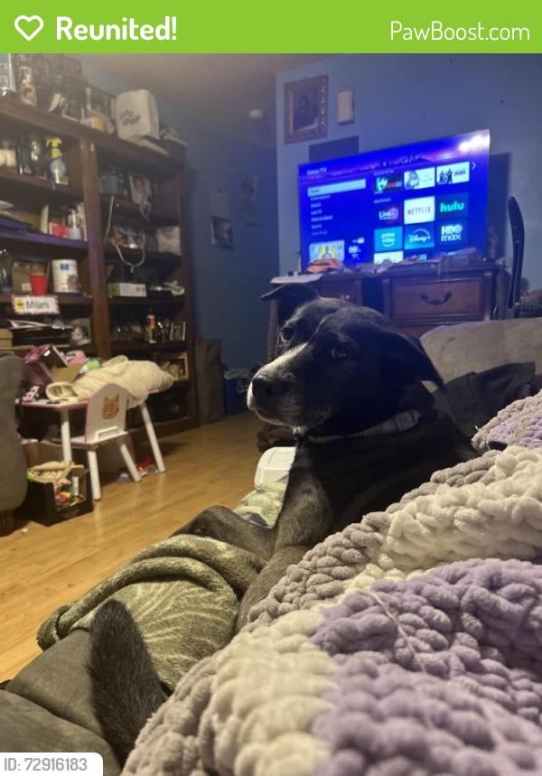 Reunited Female Dog last seen Near Silverlining Rd, Mooresville, NC 28117, USA, Mooresville, NC 28117