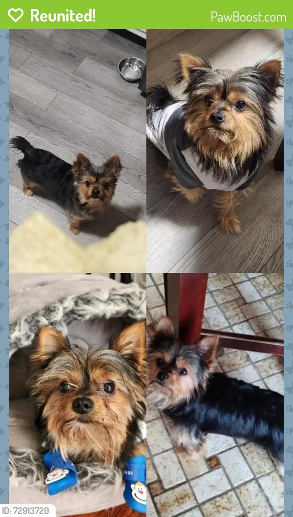 Reunited Male Dog last seen Near Githens Ave pennsauken , Pennsauken, NJ 08109