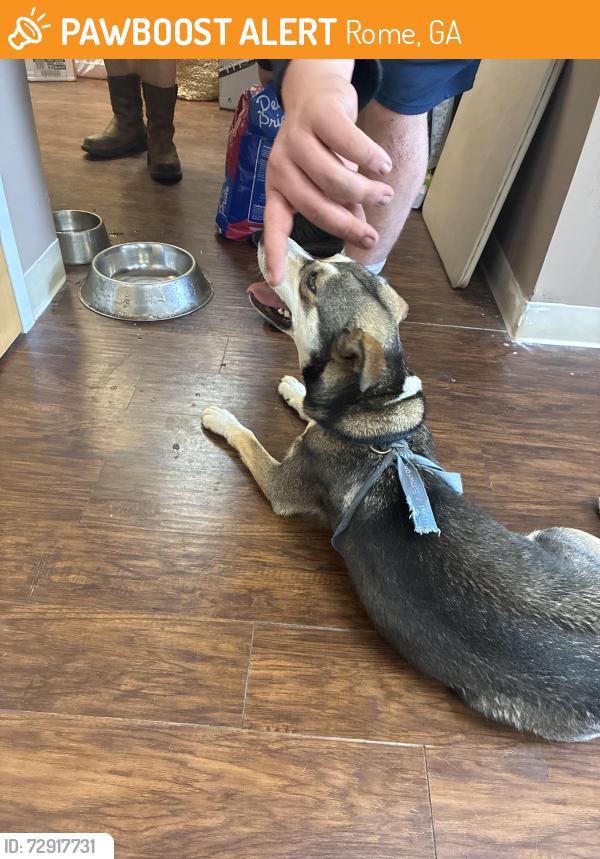 Found/Stray Female Dog last seen Tuner mcall Rome ga , Rome, GA 30161
