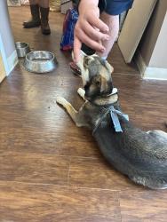 Found/Stray Female Dog last seen Tuner mcall Rome ga , Rome, GA 30161