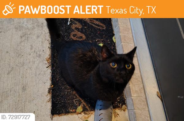 Found/Stray Unknown Cat last seen Near mall of the msinlsnd, Texas City, TX 77591