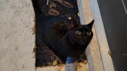 Found/Stray Unknown Cat last seen Near mall of the msinlsnd, Texas City, TX 77591
