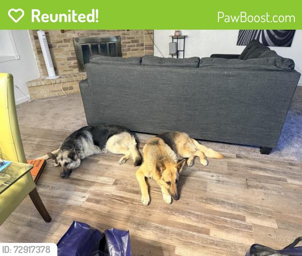 Reunited Male Dog last seen Sunrise and glenhurst, North Richland Hills, TX 76182