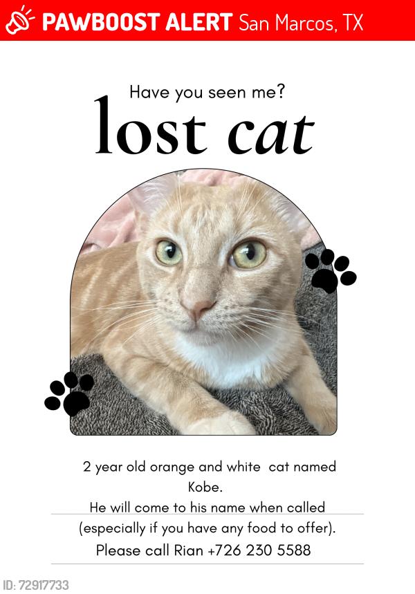 Lost Male Cat last seen The Lyndon apmts , San Marcos, TX 78666