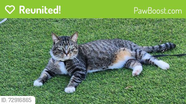 Reunited Male Cat last seen N 33rd St, San Jose, CA, USA, San Jose, CA 95133