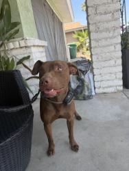 Reunited Male Dog last seen Near E Florida Ave, Hemet, CA 92544, USA, Hemet, CA 92544