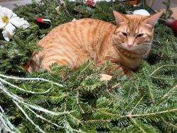 Reunited Male Cat last seen New Bond Road and Green Hills Court , Sugar Grove, IL 60554