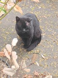 Reunited Unknown Cat last seen Platt Avenue, West Haven, CT 06516