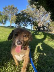 Reunited Male Dog last seen Explorer Park , Chula Vista, CA 91910
