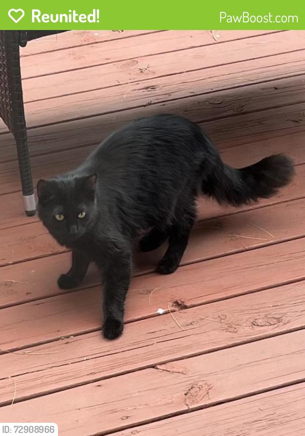 Reunited Unknown Cat last seen Kaposia Elementary School , South Saint Paul, MN 55075
