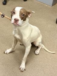 Shelter Stray Female Dog last seen Near CLEVELAND RD, 30038, GA, Atlanta, GA 30341