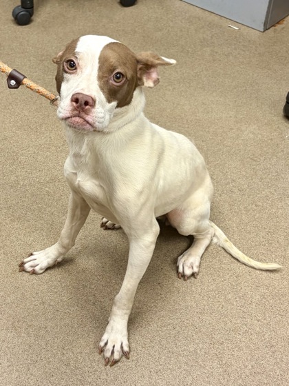 Shelter Stray Female Dog last seen Near CLEVELAND RD, 30038, GA, Atlanta, GA 30341