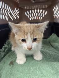 Shelter Stray Male Cat last seen Craven County, NC , New Bern, NC 28562